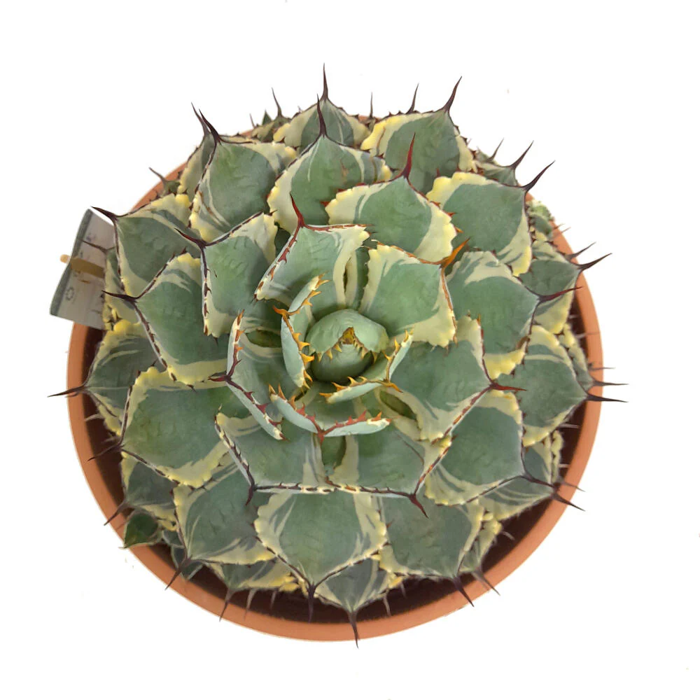 Imagen del producto 1