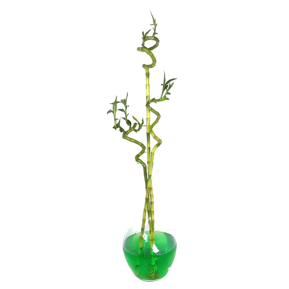 Imagen del producto 2