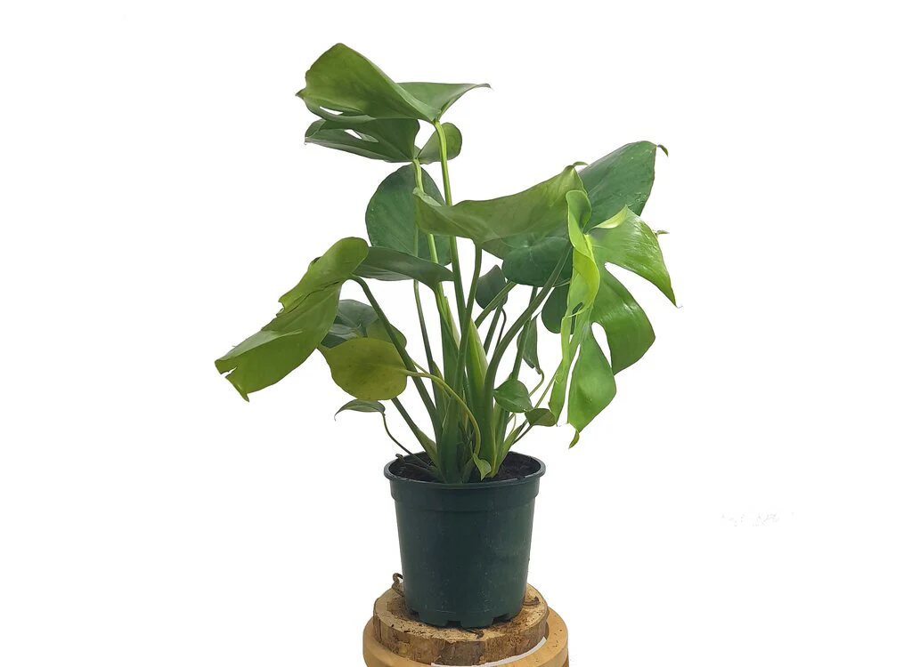 Imagen del producto 3