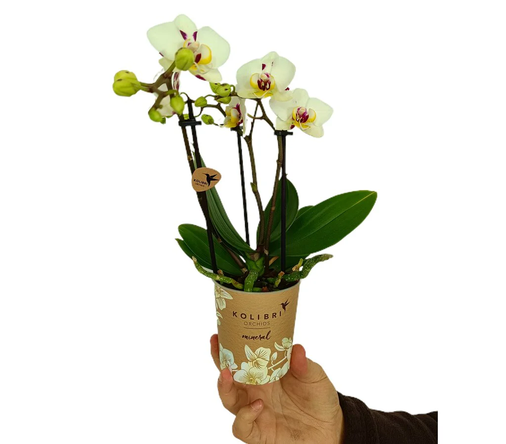 Imagen del producto 3