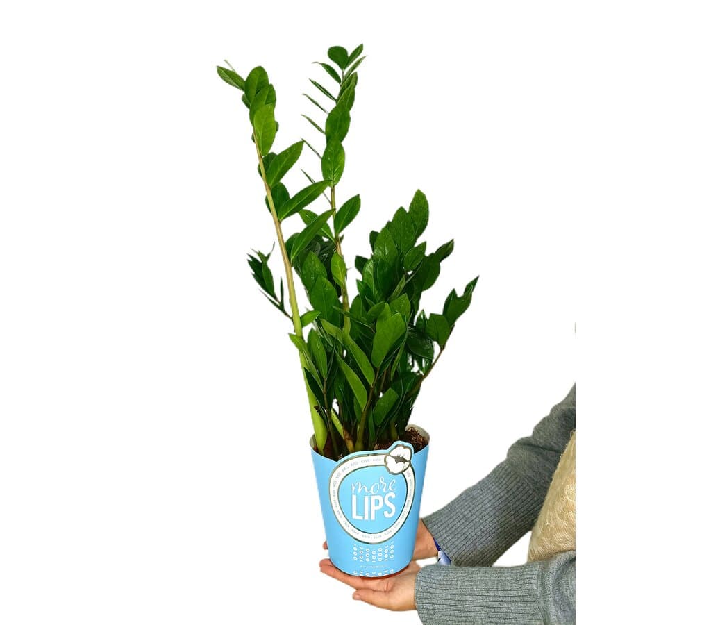 Imagen del producto 2